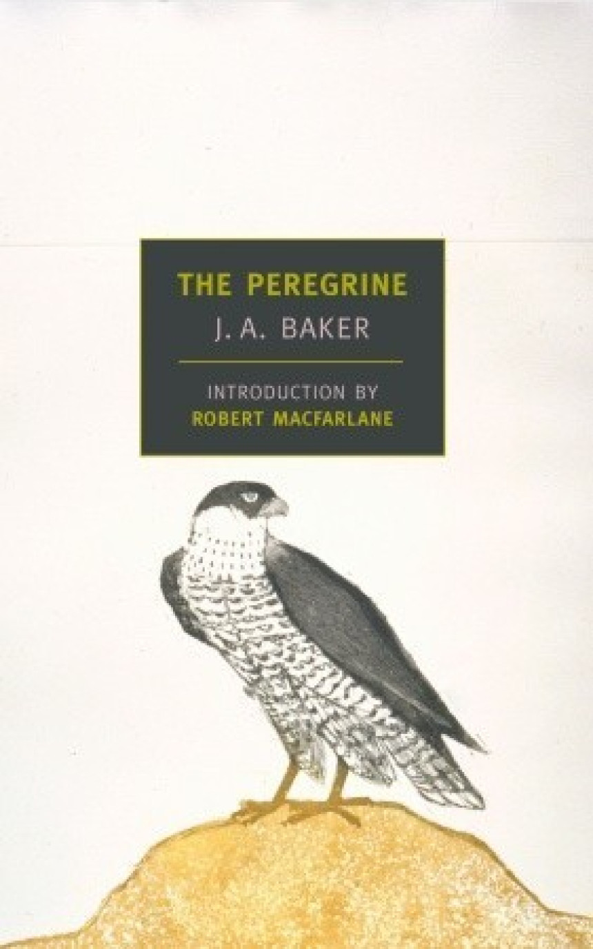 Free Download The Peregrine by J.A. Baker ,  Robert Macfarlane  (Introduction)